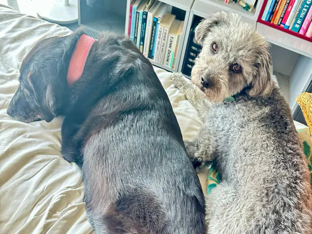 Nelly the Labrador and Stanley the Schnoodle relaxing on a bed with books in the background