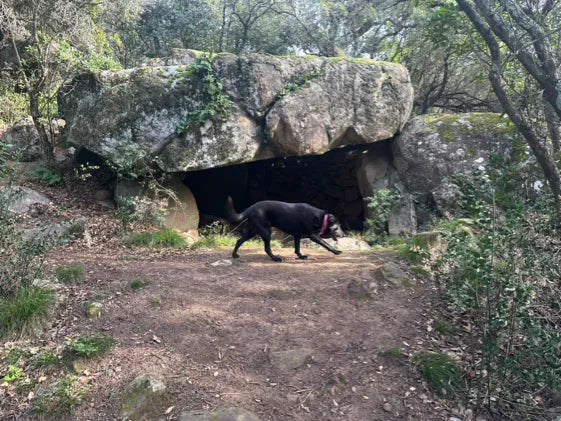 Nelly the Labrador walking in front of Dolmen de Cueva de Riera