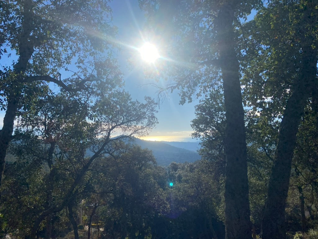 Sun shining through trees of Les Gavarres mountains, with the Mediterranean sea in the distance