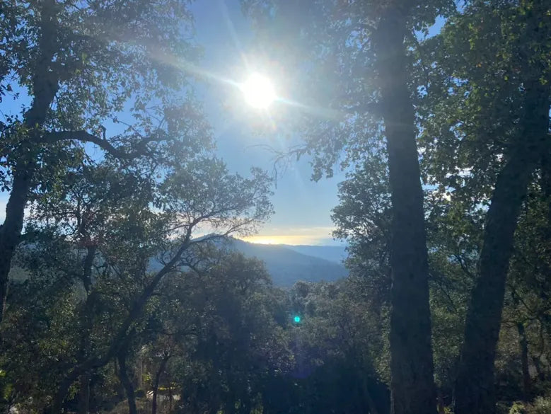 Sun shining through trees of Les Gavarres mountains, with the Mediterranean sea in the distance